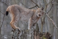 Lynx-lynx-9321-3-2014.jpg