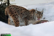 Lynx-lynx-9434-10-3.jpg