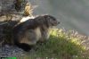 Marmota-marmota-3811-09-16.jpg