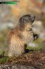 Marmota-marmota-3837-09-16.jpg