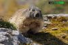 Marmota-marmota-3842-09-16.jpg