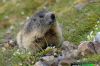 Marmota-marmota-3865-16.jpg