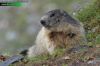 Marmota-marmota-3875-16.jpg
