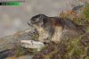 Marmota-marmota-3978-09-13.jpg